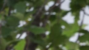 Hunter Biden no ha dejado de involucrar a su padre en sus problemas y negocios