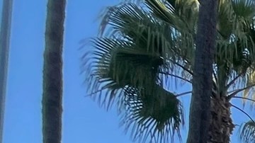 Un mural donde figuraba la imagen de Julio Urías en Dodger Stadium  fue tapado.
