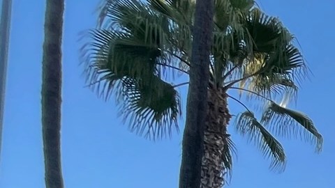 Un mural donde figuraba la imagen de Julio Urías en Dodger Stadium  fue tapado.