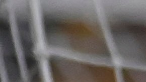 André Pierre Gignac con Tigres.