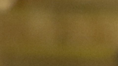 Un perro ingresó a un partido de la Liga Expansión MX.