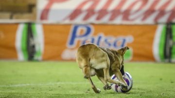 Un perro ingresó a un partido de la Liga Expansión MX.