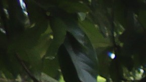 La Comisión Mexicana de Refugiados suspendió la tramitación de las solicitudes de asilo en la frontera sur.