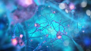 Científicos descubren una nueva célula en el cerebro clave para luchar contra el alzhéimer: de qué se trata