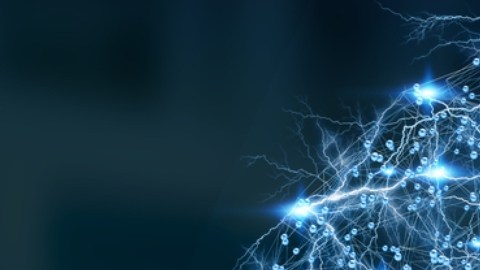 Estudio con pollitos revela la capacidad del cerebro para reconocer rostros
