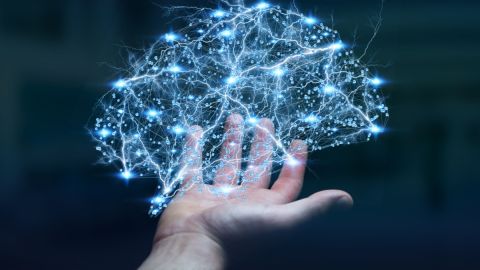 Estudio con pollitos revela la capacidad del cerebro para reconocer rostros