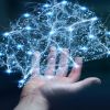 Estudio con pollitos revela la capacidad del cerebro para reconocer rostros