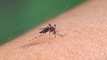 Jamaica declara brote de dengue con más de 500 casos de la enfermedad