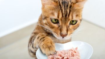 Los gatos con una dieta vegana son más saludables que los carniveros, según una investigación