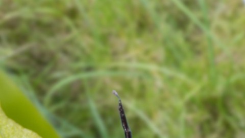 Reportan dos casos humanos afectados por enfermedades transmitidas por garrapatas y mosquitos en New Hampshire