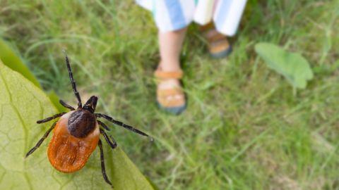 Reportan dos casos humanos afectados por enfermedades transmitidas por garrapatas y mosquitos en New Hampshire