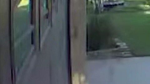 VIDEO: Famoso oso de tres patas en Florida robó bebidas alcohólicas del refrigerador de una familia