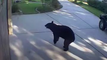 VIDEO: Famoso oso de tres patas en Florida robó bebidas alcohólicas del refrigerador de una familia