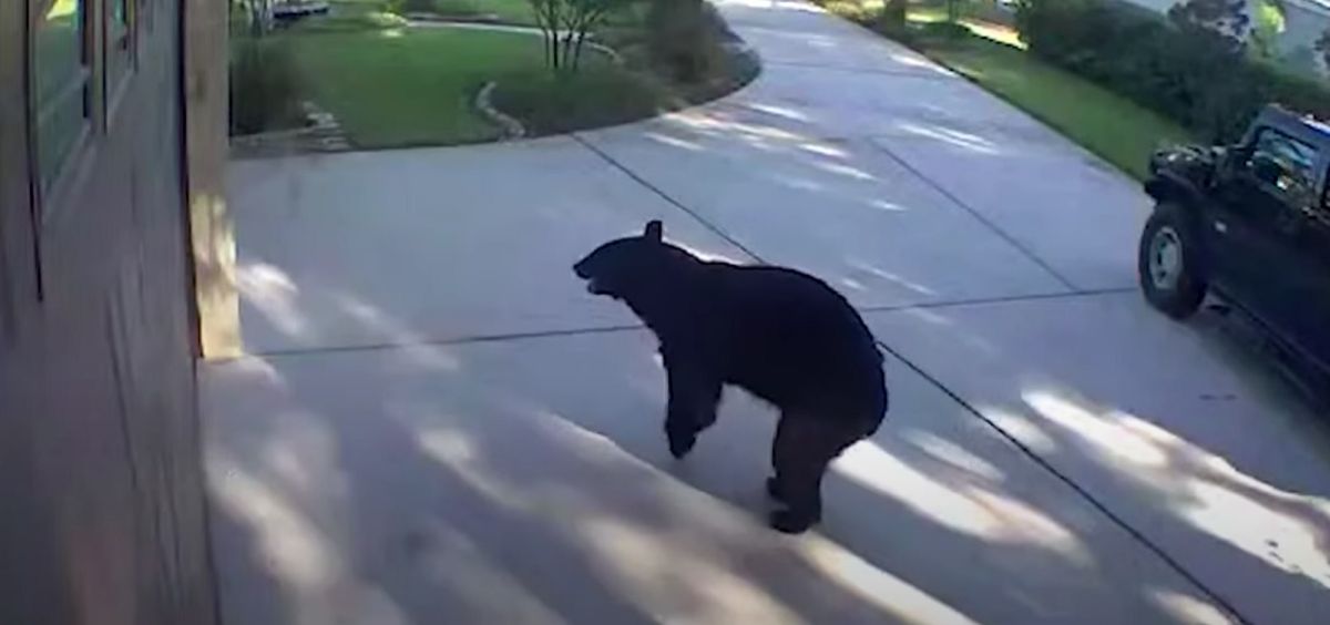 VIDEO: Famous three-legged bear in Florida stole alcoholic beverages from a family’s refrigerator
