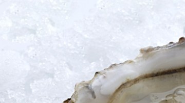 Un hombre en Texas murió luego de comer ostras infectadas con una bacteria: de qué se trata