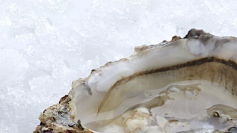 Un hombre en Texas murió luego de comer ostras infectadas con una bacteria: de qué se trata