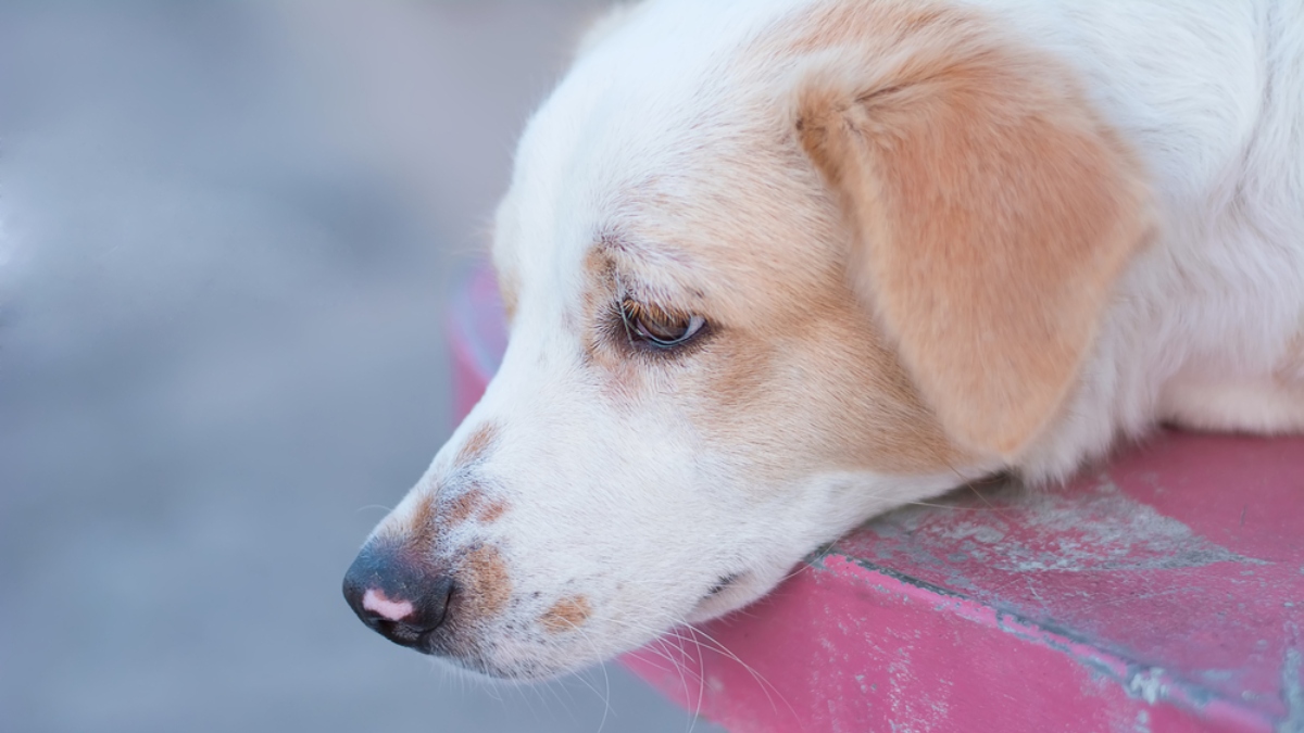 pueden los humanos contraer brucelosis canina