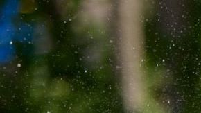 Elefante del Zoológico de St. Louis murió tras agitarse por un perro suelto