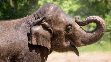Elefante del Zoológico de St. Louis murió tras agitarse por un perro suelto