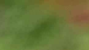 El emir de Qatar, Tamim bin Hamad Al Thani.