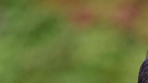 El emir de Qatar, Tamim bin Hamad Al Thani.