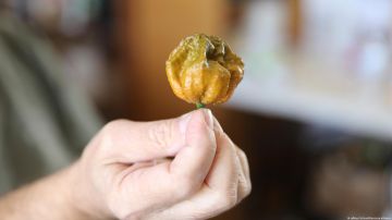 Presentan el Pepper X, el nuevo chile más picante del mundo y que se cultiva en Carolina del Sur