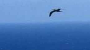 Las aves marinas han regresado a la pequeña isla caribeña de Redonda.
