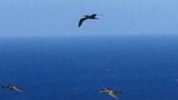 Las aves marinas han regresado a la pequeña isla caribeña de Redonda.