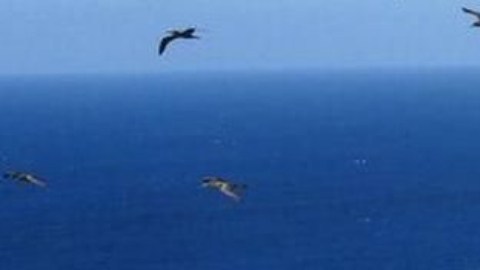 Las aves marinas han regresado a la pequeña isla caribeña de Redonda.