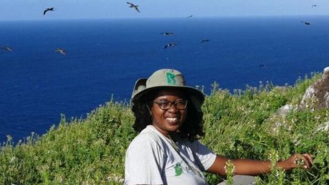 Las aves marinas han regresado a la pequeña isla caribeña de Redonda.