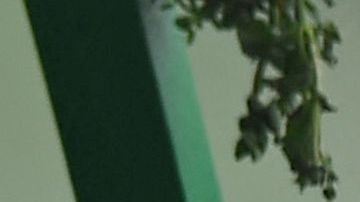 Charles Leclerc prepara una torta de chilaquiles en México.