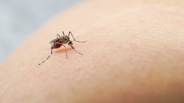 OMS advierte sobre dengue endémico en Europa y Estados Unidos
