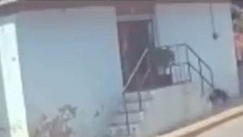 Maltrato animal en México