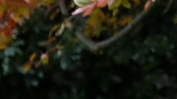 Barron Trump hace pocas apariciones públicas.