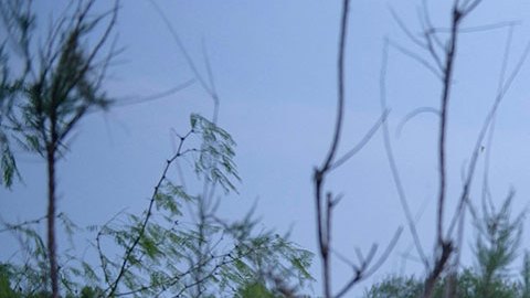 Biden construirá muro en Texas en la frontera con México, alerta organización ambiental