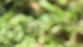 “Mi rancho se divide entre quienes están con el cartel y las víctimas”