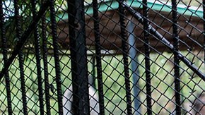 Animales en cautiverio