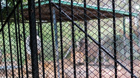 Animales en cautiverio