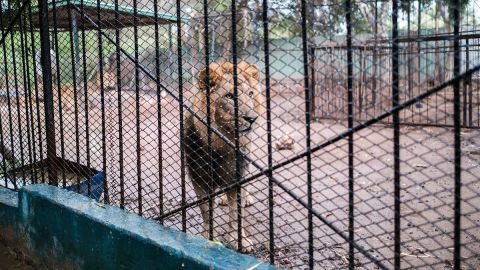 Animales en cautiverio