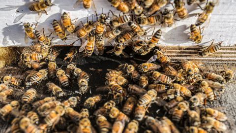 Bees swarm over a hive at an apiary in Khan Yunis in the southern Gaza Strip on May 9, 2022. (Photo by SAID KHATIB / AFP) (Photo by SAID KHATIB/AFP via Getty Images)