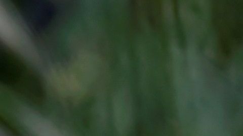 Expertos aseguran que muro fronterizo fracasó para detener migración, pero afectó fauna entre México y EE.UU.