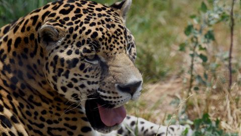 Expertos aseguran que muro fronterizo fracasó para detener migración, pero afectó fauna entre México y EE.UU.
