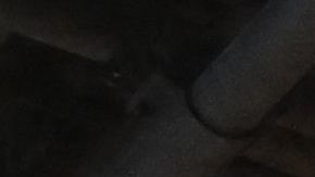 El reporte dice que Rusia cree que ha logrado perturbar las dos últimas elecciones presidenciales de EE.UU.