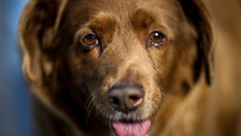 Muere Bobi, el perro más viejo del mundo, a los 31 años