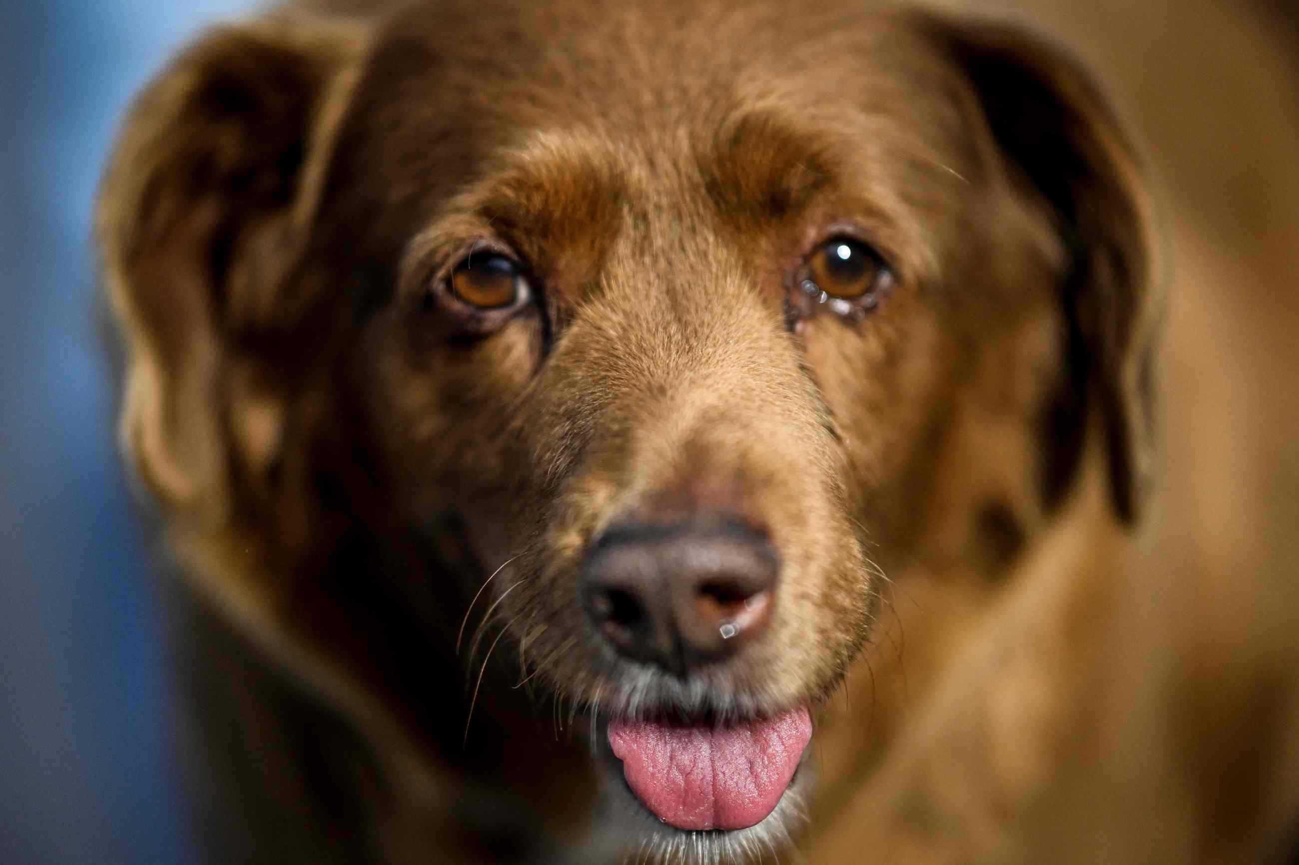 cuando sacrificar a un perro viejo