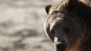 Asesinan a oso y cachorro que atacaron a dos niños en Colorado