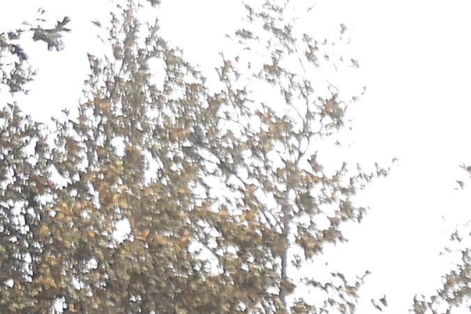 JERSEYDALE, CALIFORNIA - JULY 25: Cal Fire firefighters mop up hot spots after the Oak Fire moved through the area on July 25, 2022 near Jerseydale, California. The Oak Fire burning outside of Yosemite National Park has forced evacuations, charred 16,791acres and has destroyed several homes since starting on Friday afternoon. The fire is 10 percent contained. (Photo by Justin Sullivan/Getty Images)