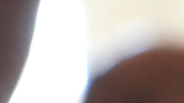 CBP alerta sobre plantas prohibidas procedentes de México para festejos de Día de Muertos