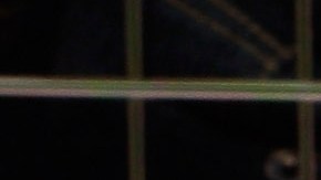 Alertan sobre relación entre maltrato animal, feminicidios y violencia en México