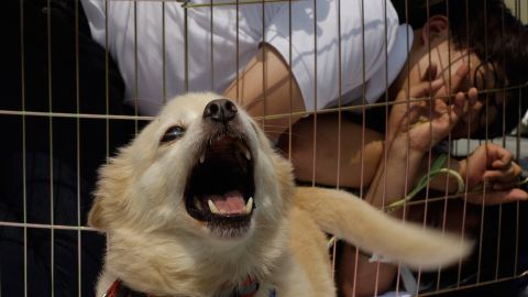 Alertan sobre relación entre maltrato animal, feminicidios y violencia en México